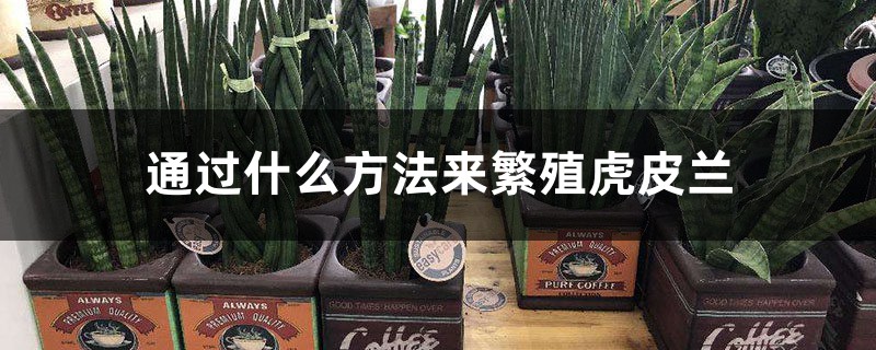 通过什么办法来繁殖虎皮兰，繁殖成活快吗