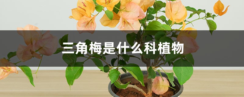 三角梅是什么科植物，扦插办法图解