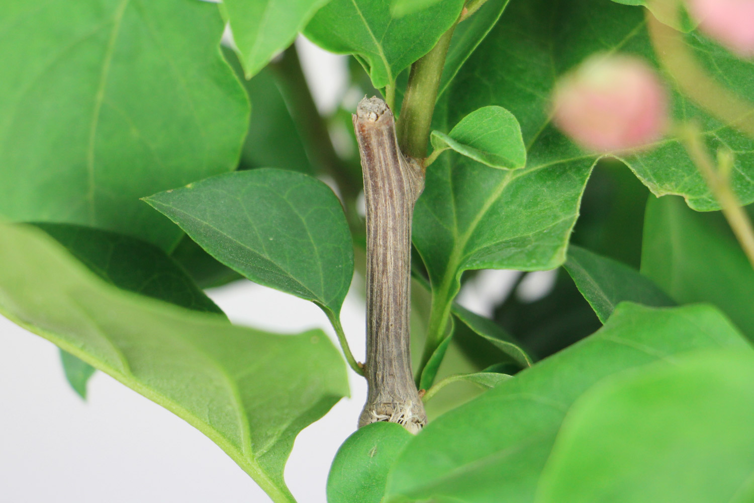 三角梅是什么科植物，扦插办法图解