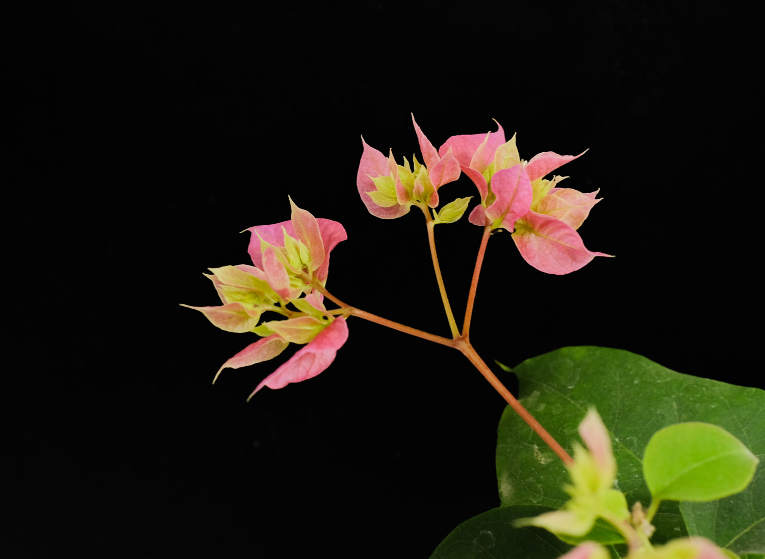 三角梅 三角梅是爬藤植物吗,如何扦插生根快