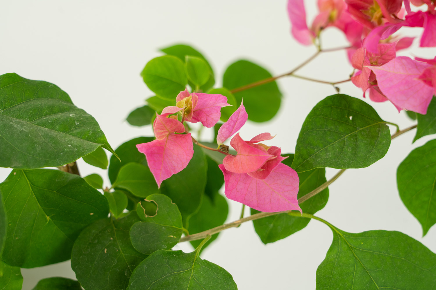 三角梅是梅花的一种吗，是什么季节开花