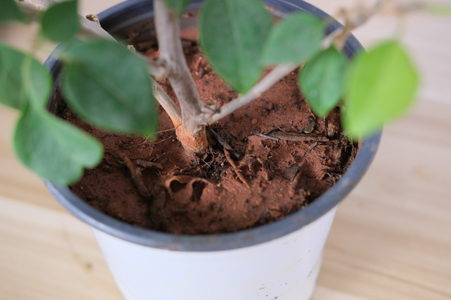 三角梅是杜鹃花的一种吗，是什么植物