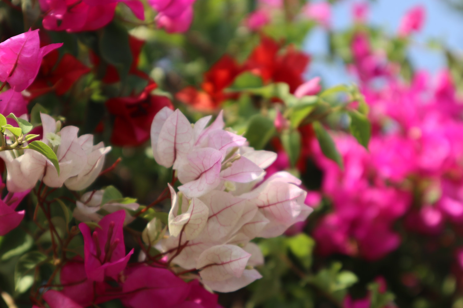 三角梅的种类有哪些，如何修剪开花多