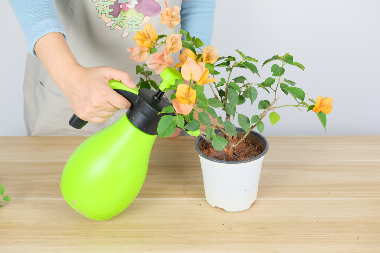 三角梅的种类有哪些，如何修剪开花多