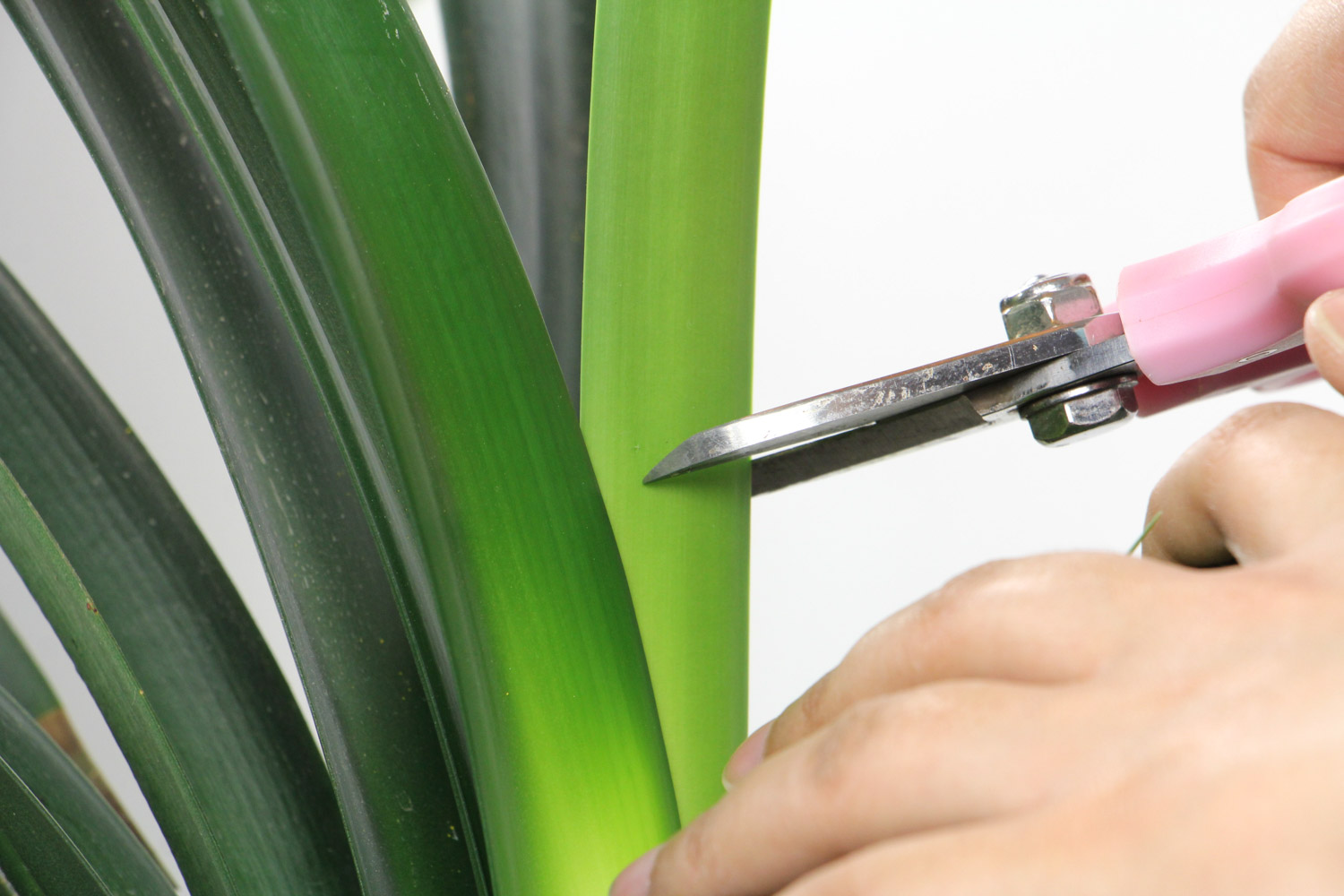 君子兰施复合肥行吗，施复合肥一次放多少