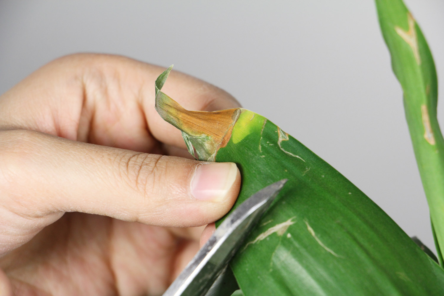 富贵竹 富贵竹有什么作用和功效,富贵竹有什么风水意义