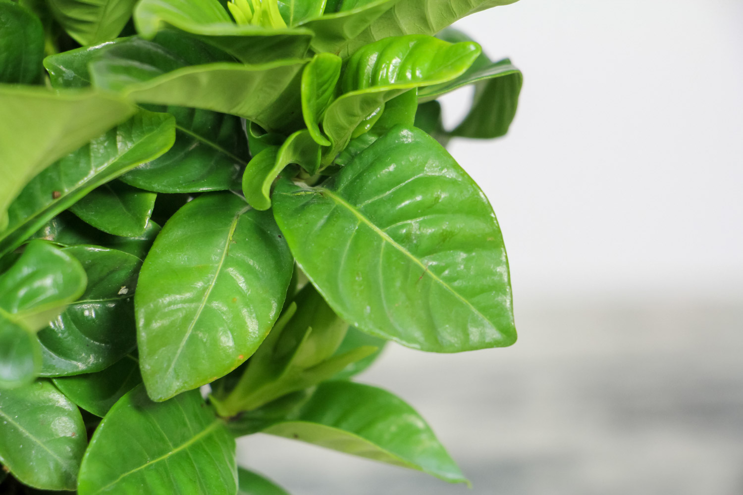 栀子花冬季落叶吗，栀子花图片