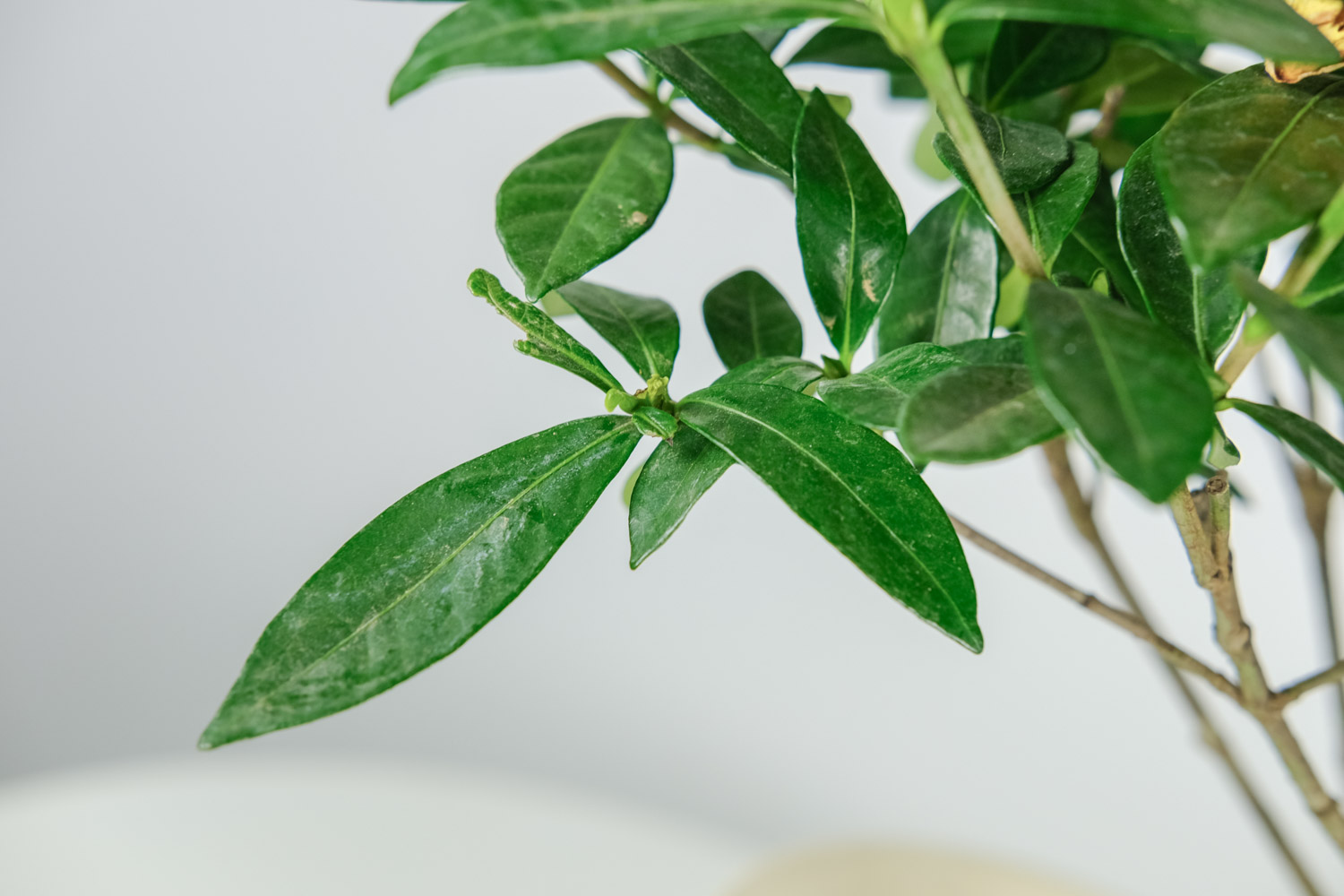 栀子花冬季落叶吗，栀子花图片