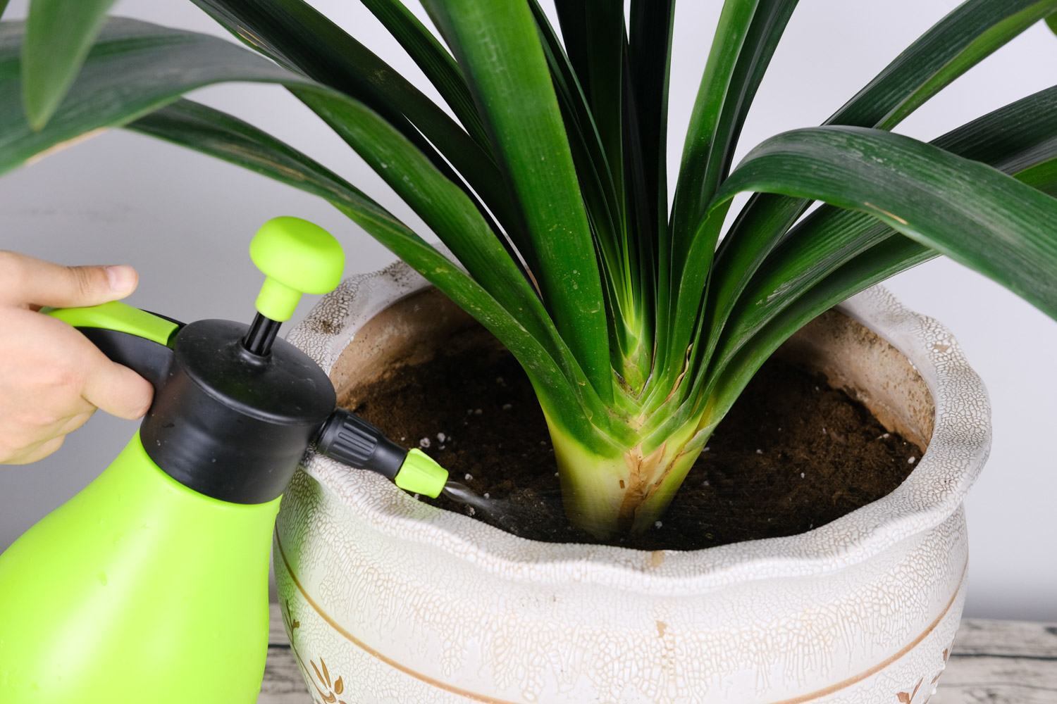 君子兰几月份开花，养几年能开花