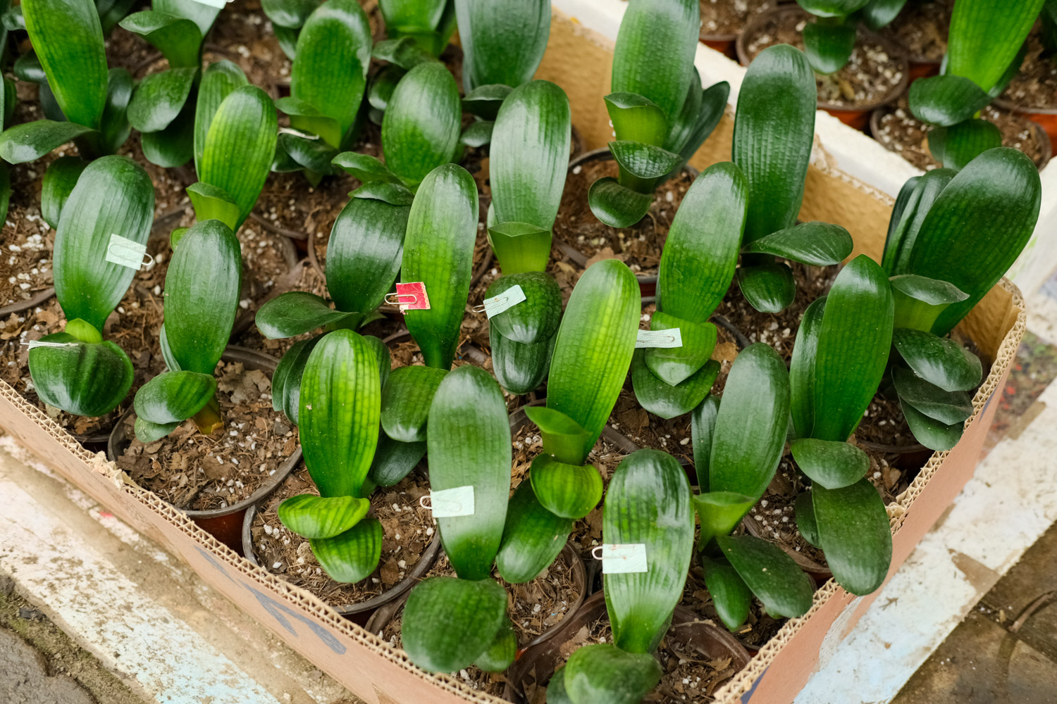 君子兰几月份开花，养几年能开花