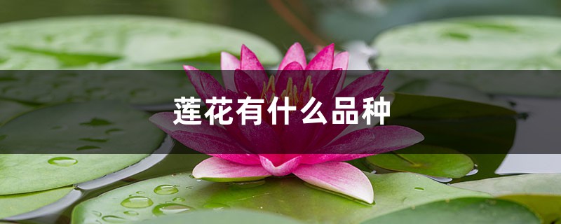 莲花有什么种类，莲花种类简介