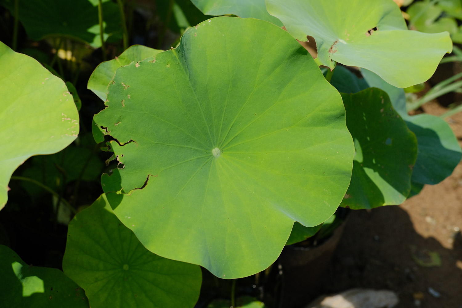 荷花 莲花有什么种类,莲花种类简介