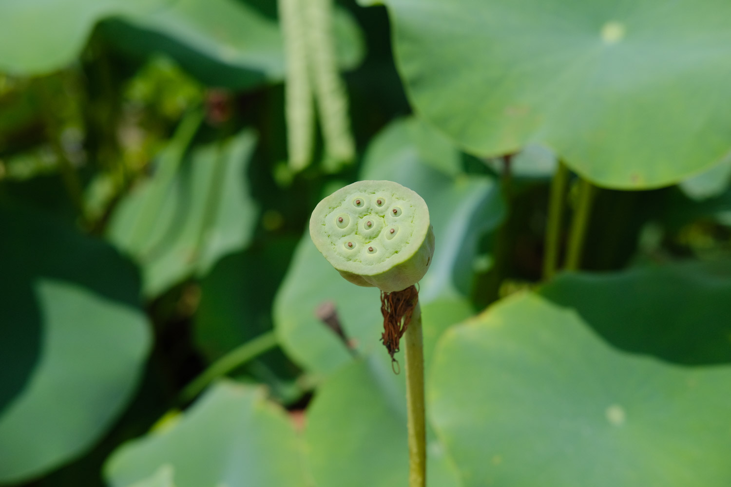 莲花繁殖方式，莲花能自己在家繁殖吗