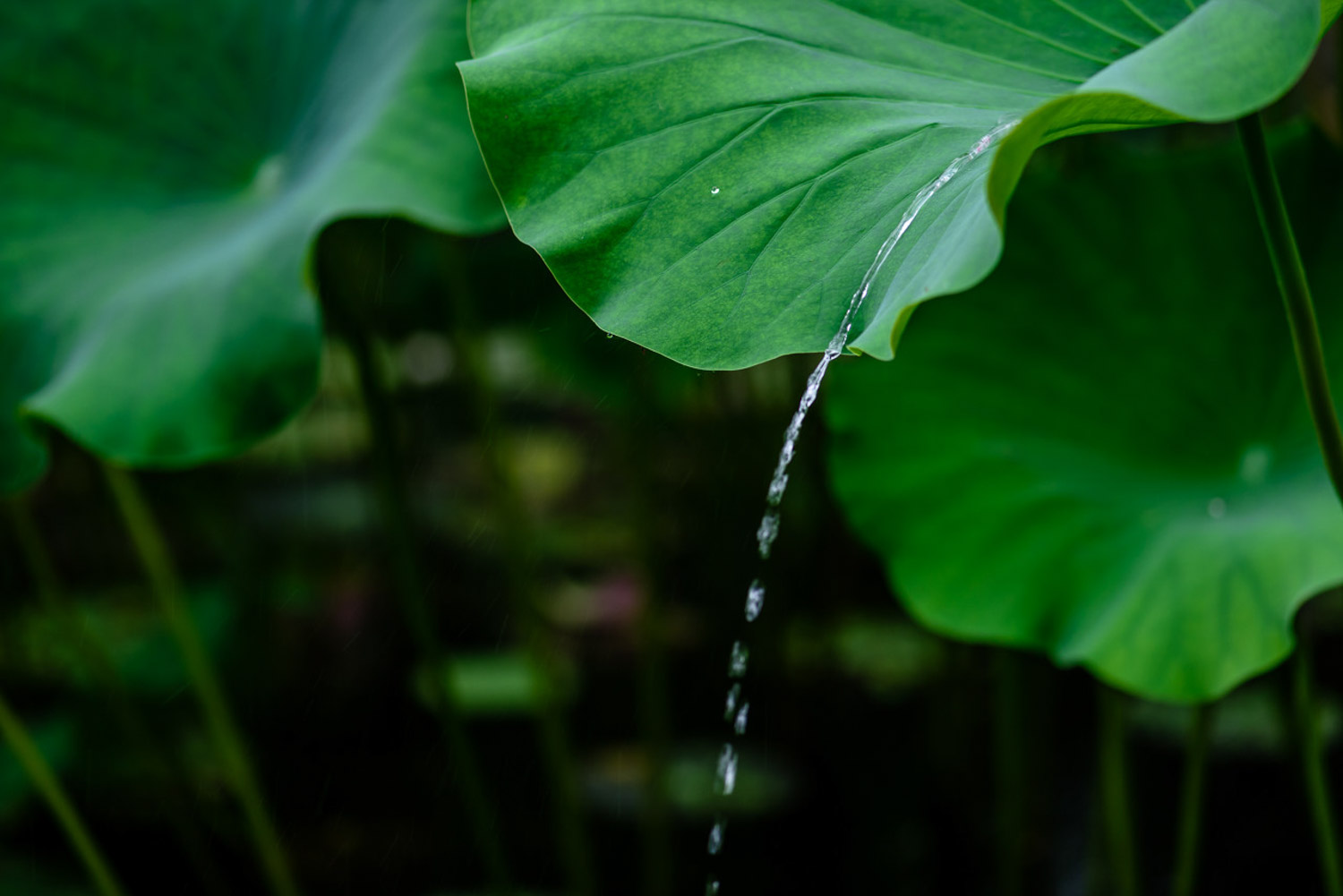 莲花繁殖方式，莲花能自己在家繁殖吗