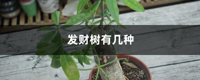 发财树有几种，发财树种类介绍