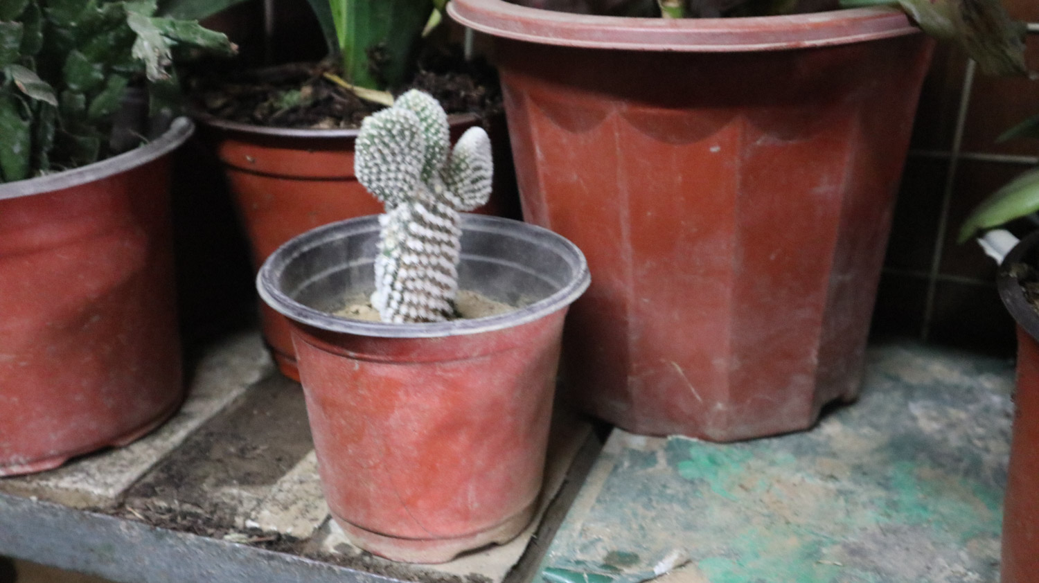 仙人掌的资料，仙人掌图片