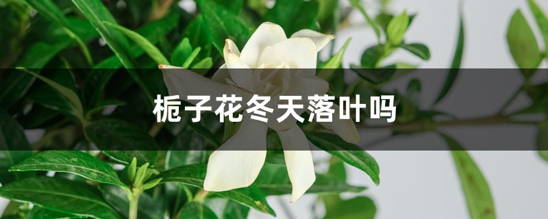 栀子花冬季落叶吗，栀子花图片
