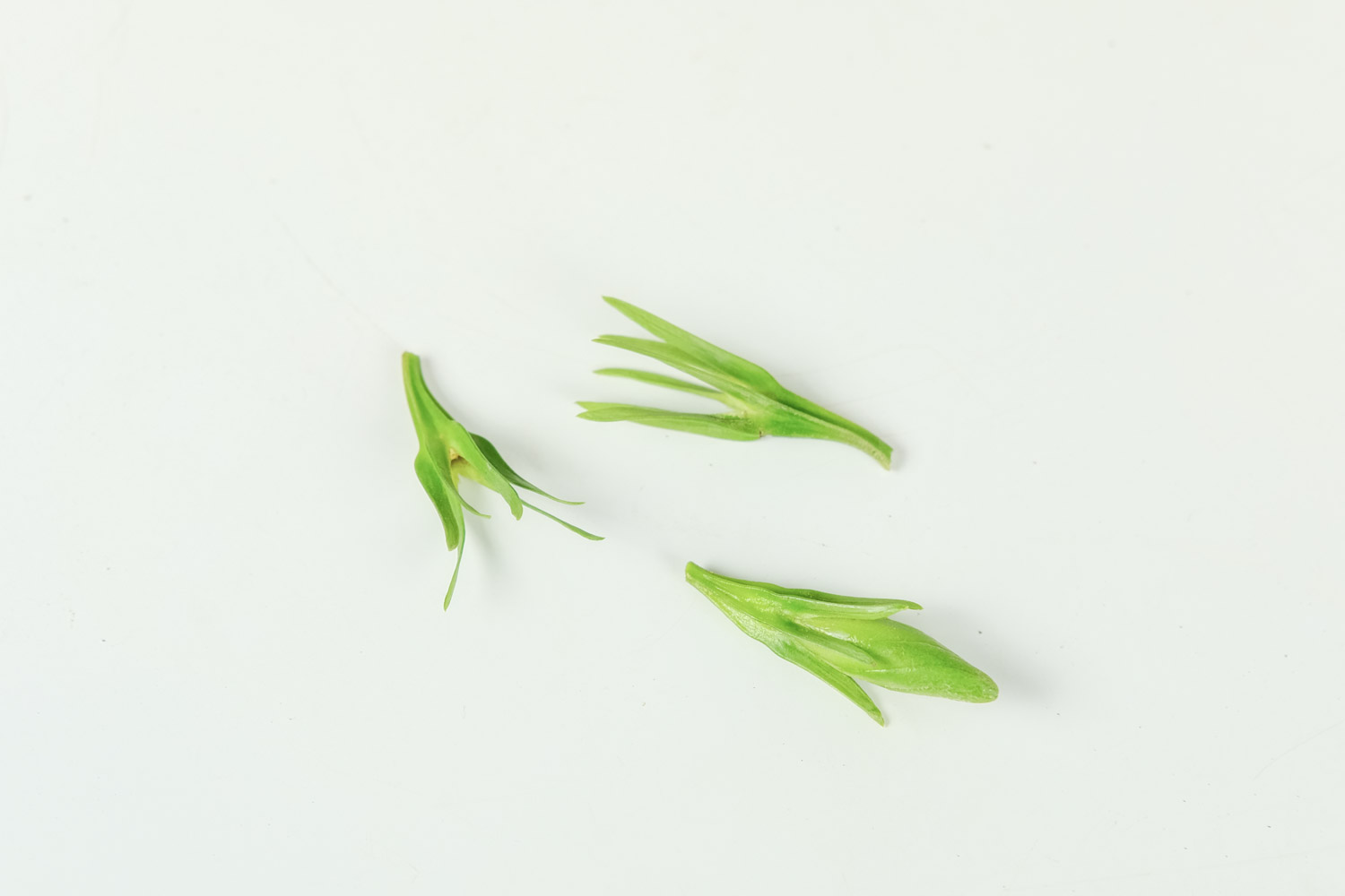 栀子花冬季落叶吗，栀子花图片