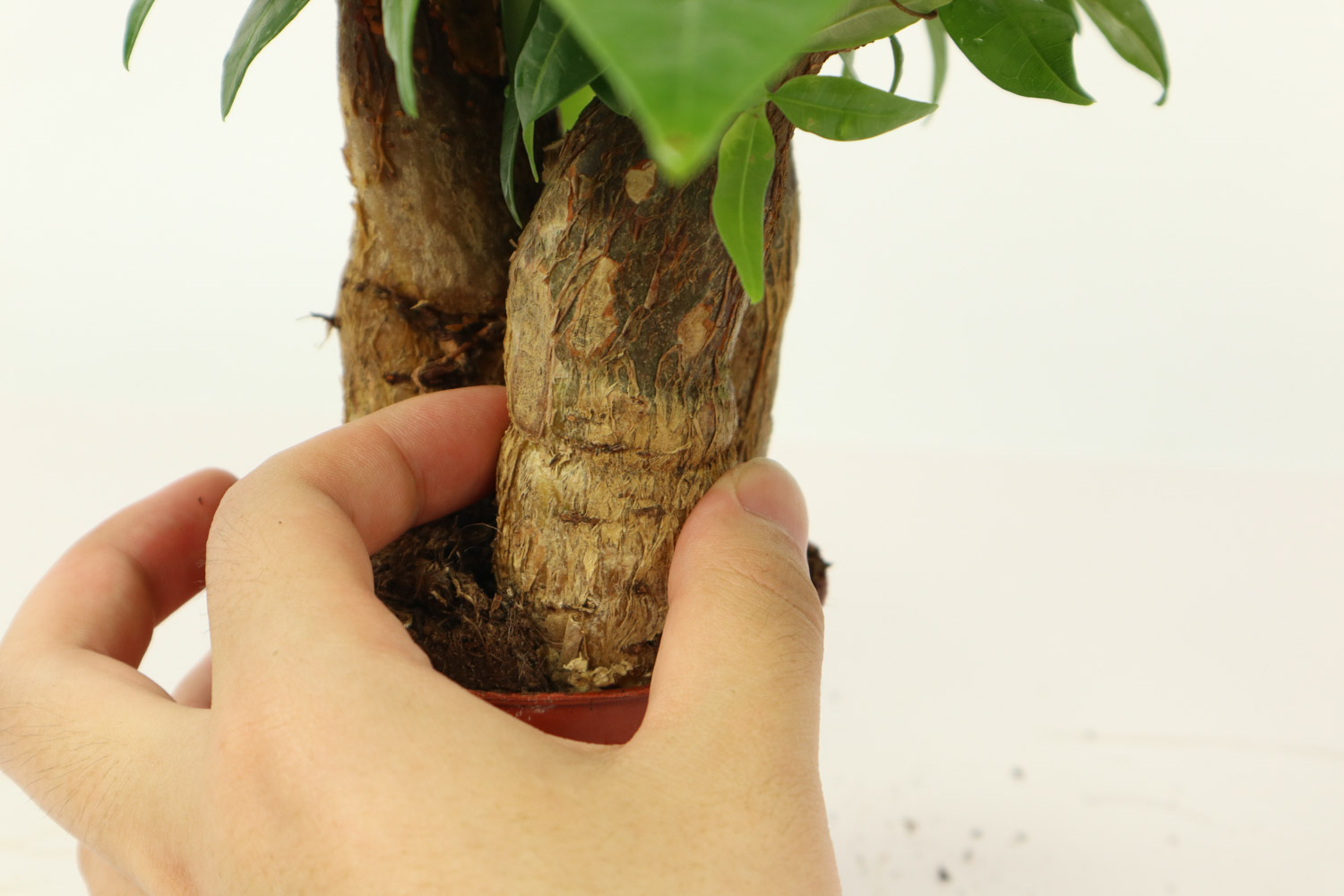 发财树开花吗，什么时间开花