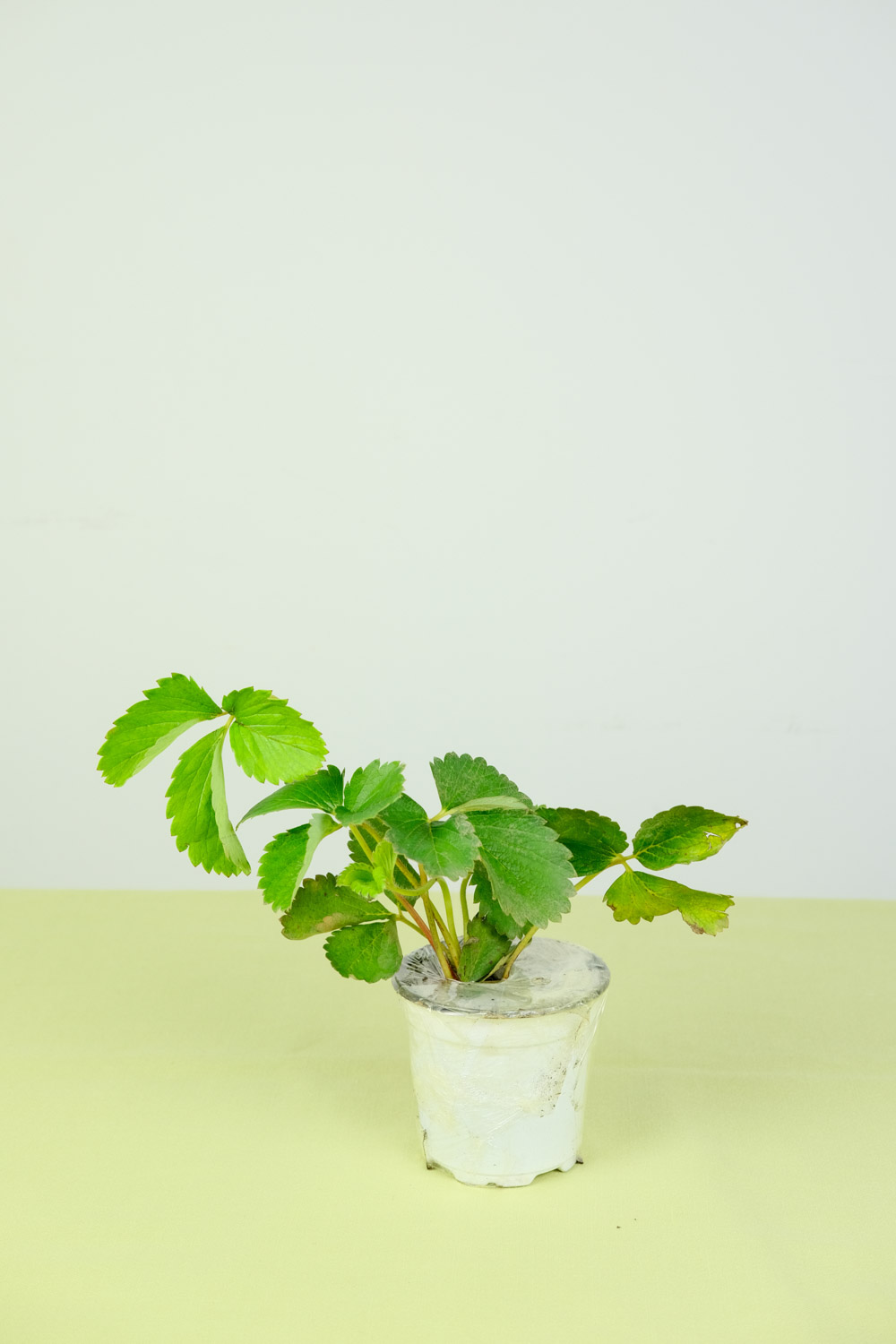 草莓是什么，如何栽培