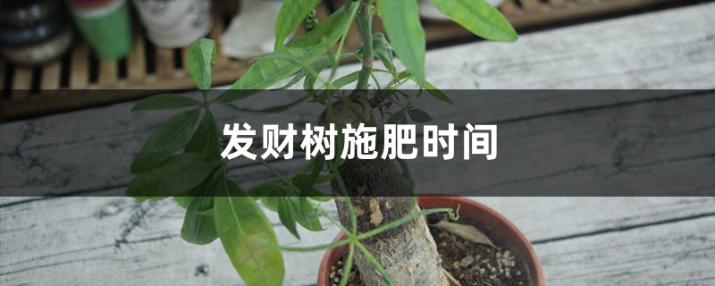 发财树施肥时间，施肥过多如何办