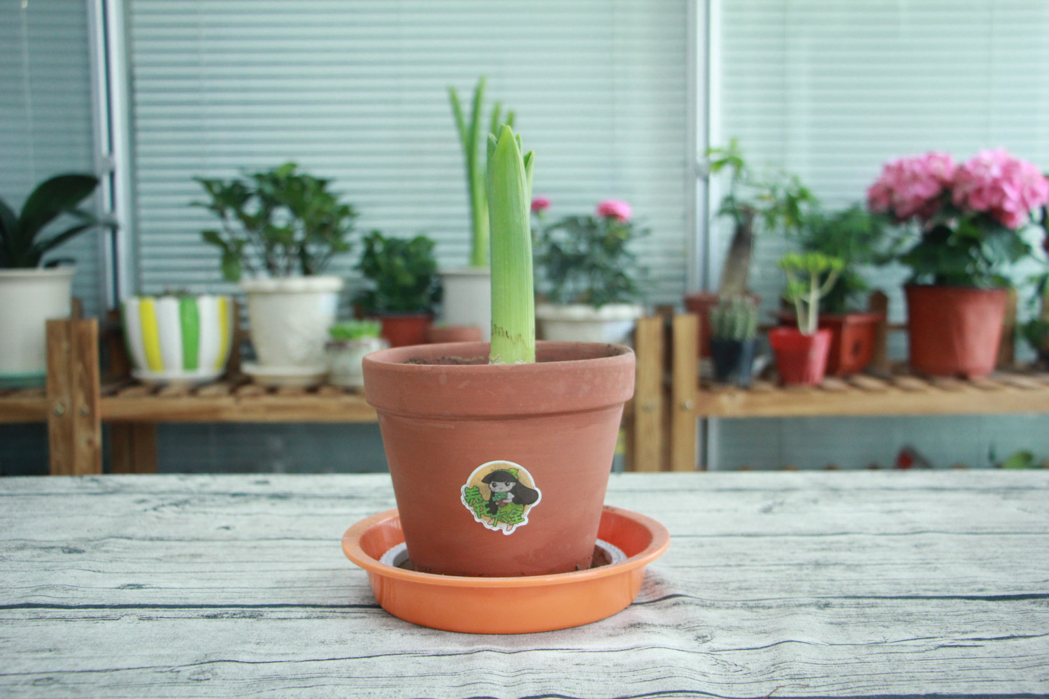 风信子种植后当年能开花吗，风信子开花后还能活吗