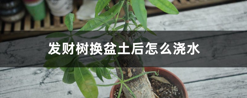 发财树换盆土后如何浇水，浇水多了如何救
