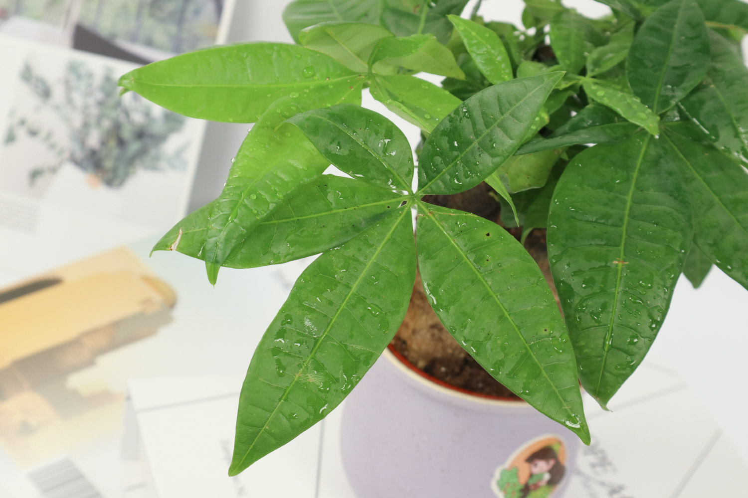 发财树换盆土后如何浇水，浇水多了如何救