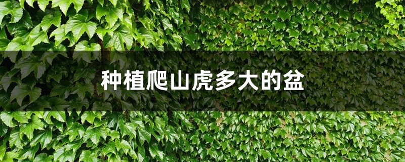 种植爬山虎多大的盆，刚种的爬山虎如何施肥