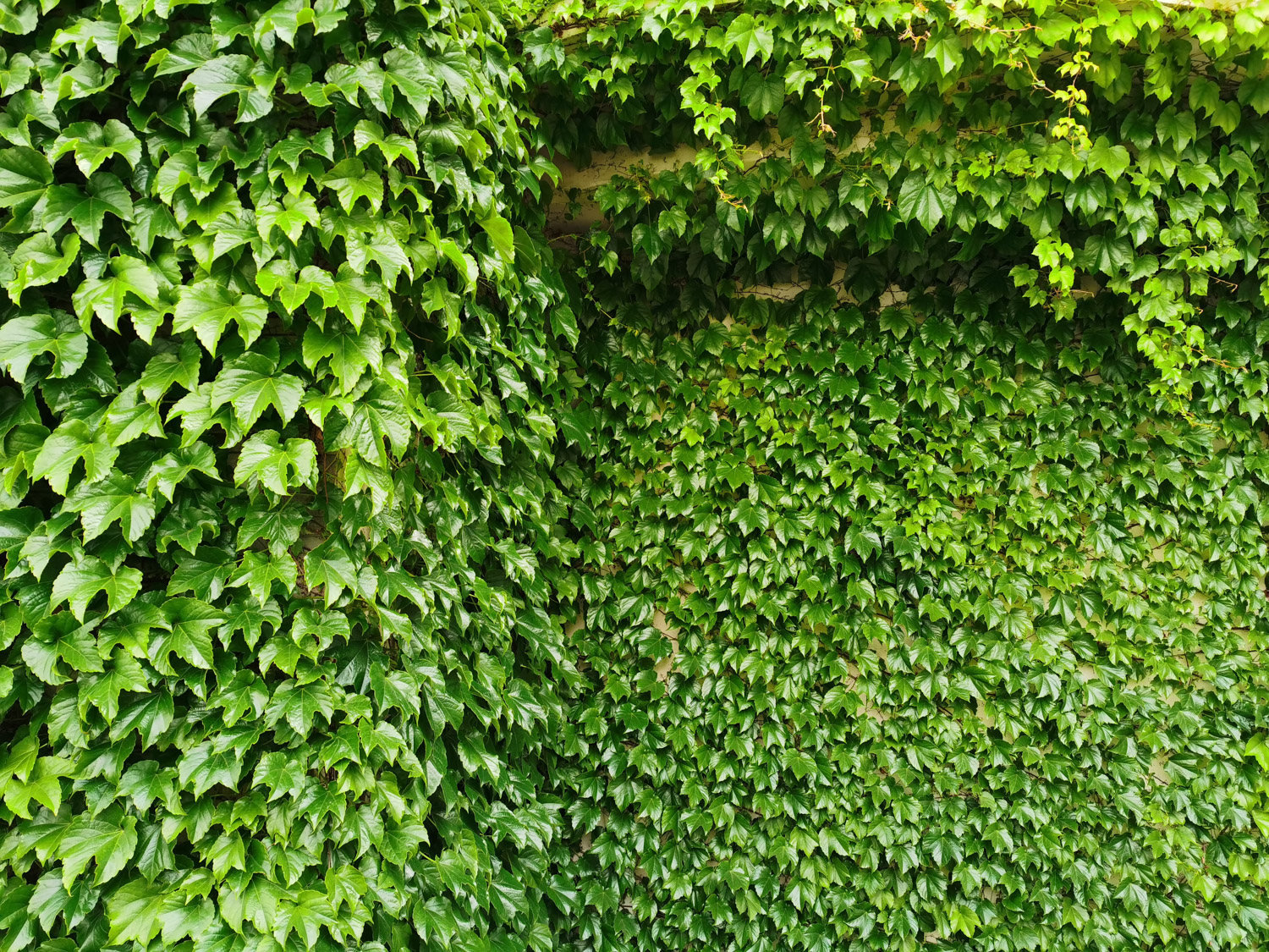 爬山虎长在哪，可以在北方过冬吗