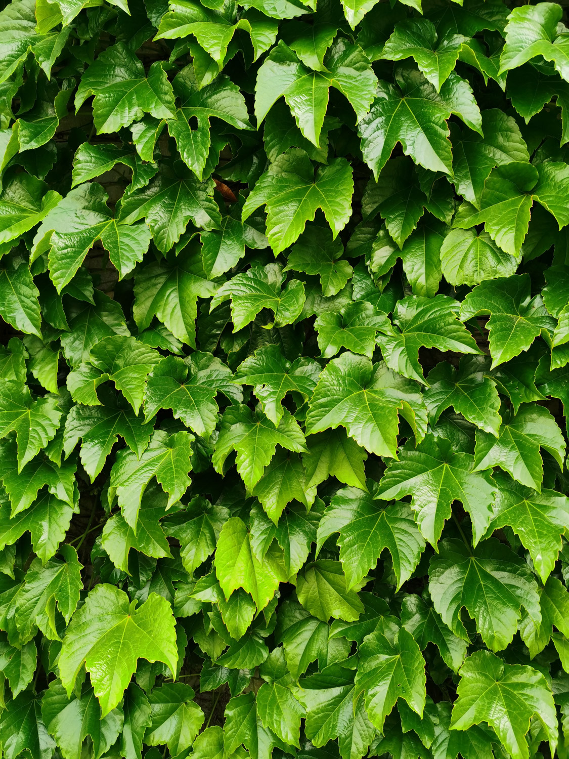 爬山虎是如何往上爬的，如何繁殖剪枝