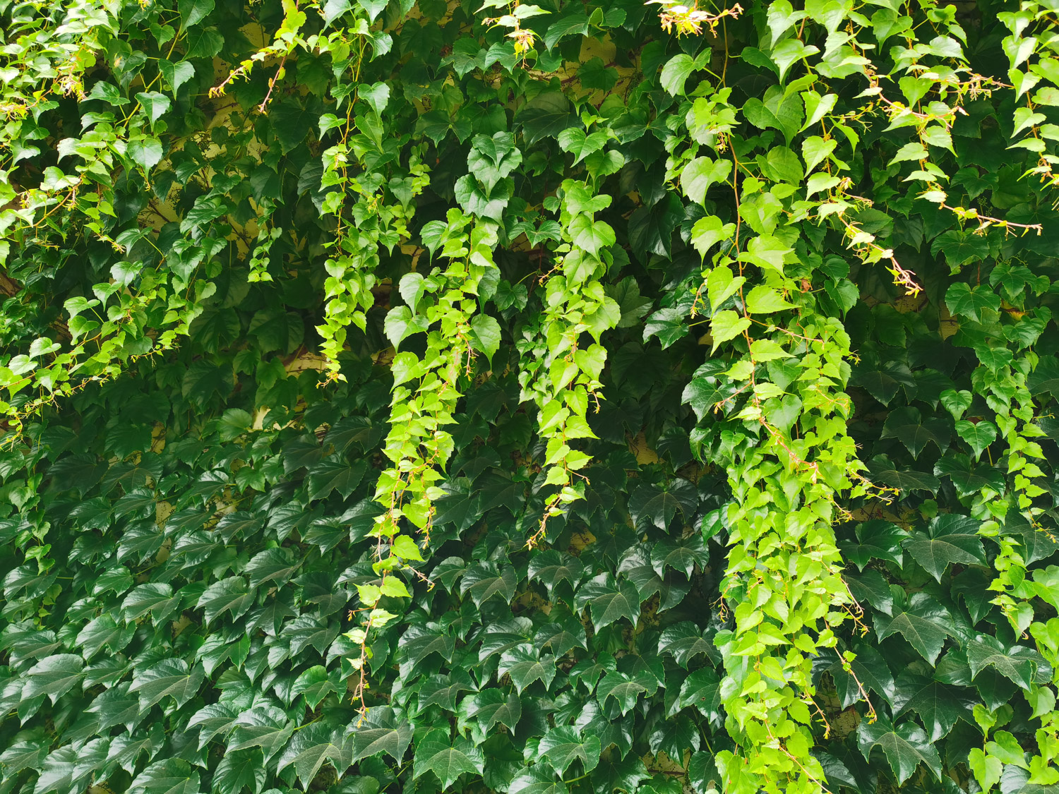 爬山虎是如何往上爬的，如何繁殖剪枝