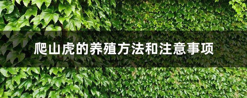 爬山虎的养殖办法和留意事项，施肥过量如何办