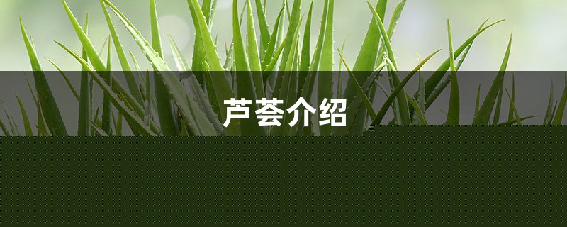 芦荟介绍，芦荟能吃吗