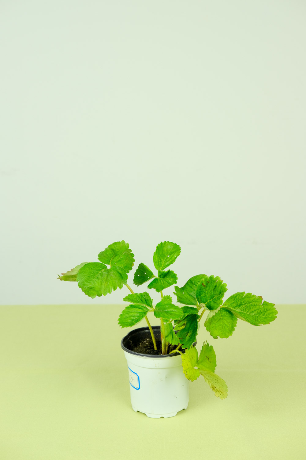 大棚草莓一年结几次果，什么时候结果