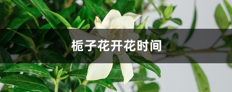 栀子花开花时间，如何样养护开花才能多