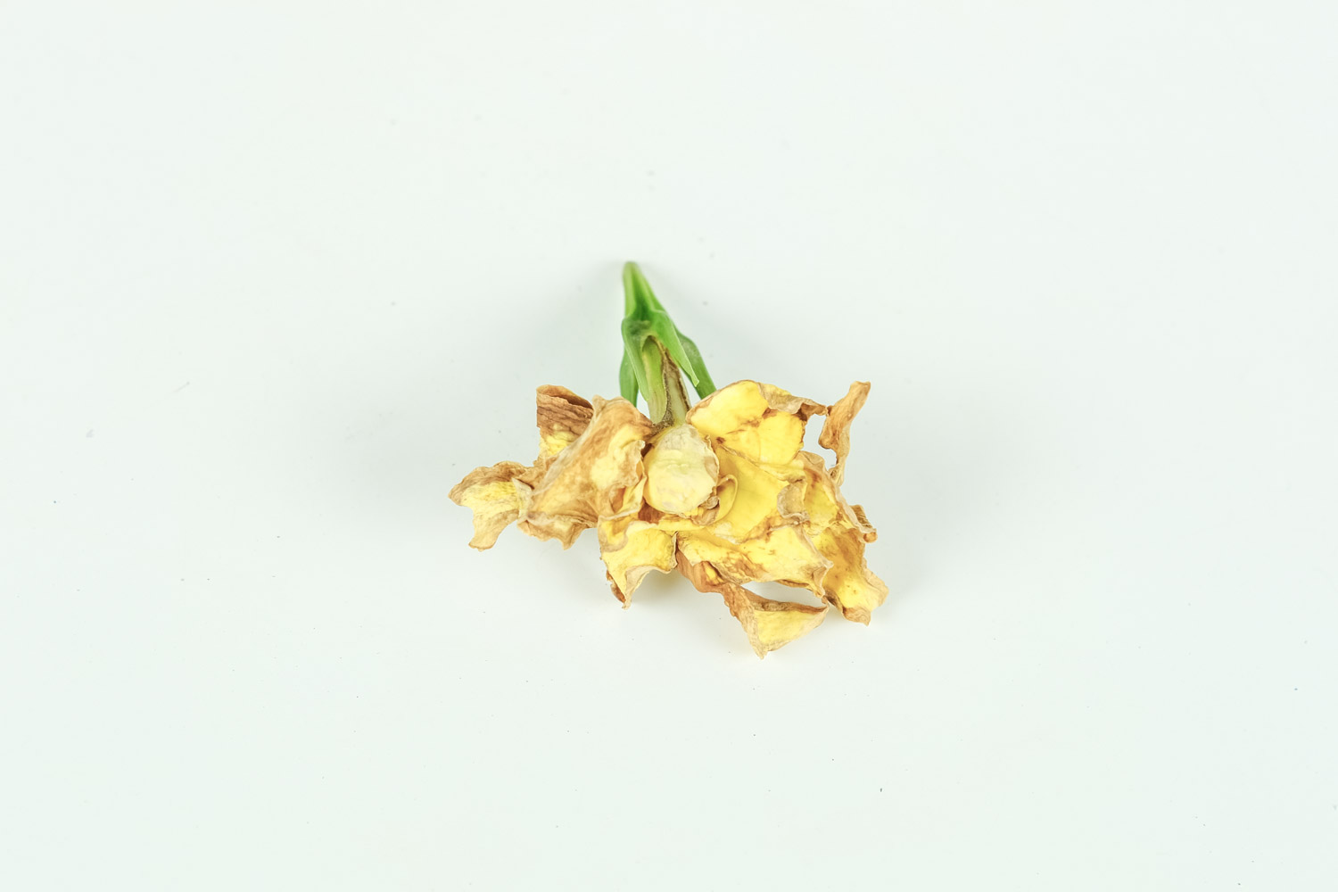 栀子花的介绍，栀子花的花语