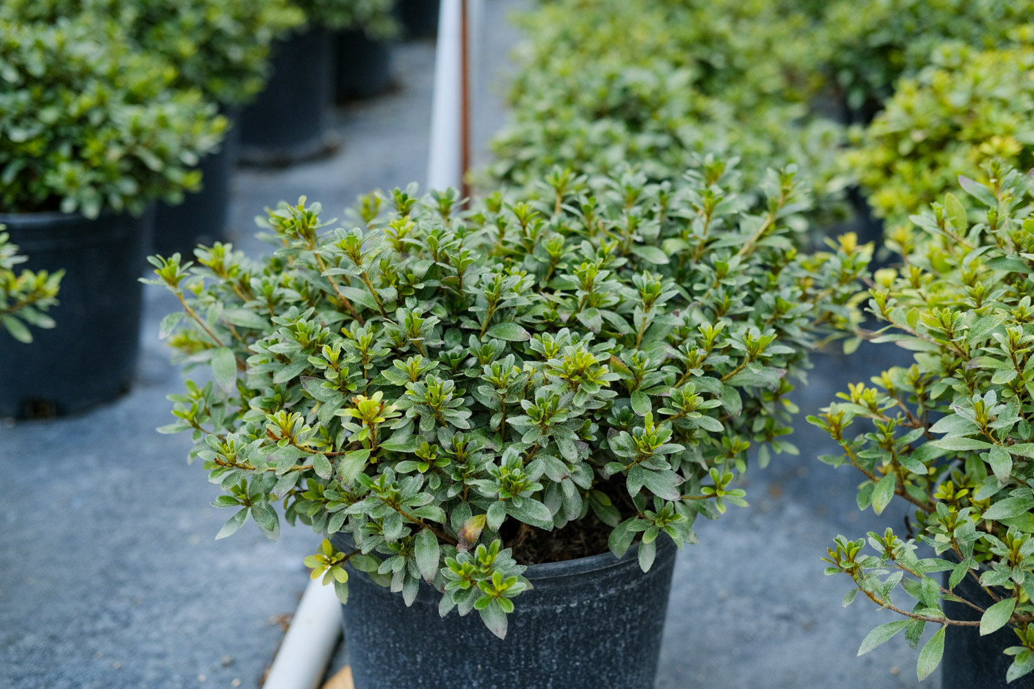 杜鹃小苗为何栽不活，什么时候可以见太阳