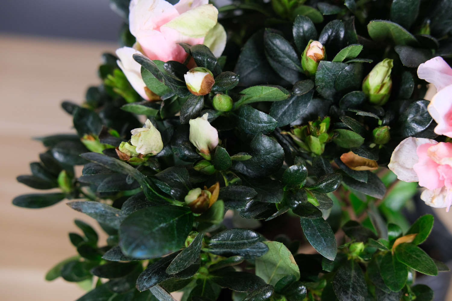 杜鹃繁殖办法，如何扦插成活率高