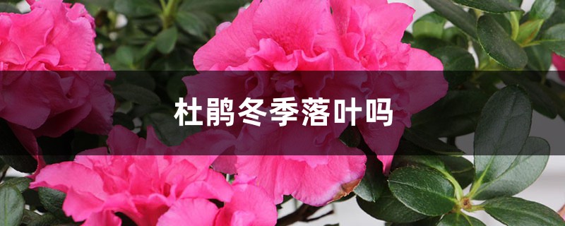 杜鹃冬季落叶吗，叶子发白如何回事