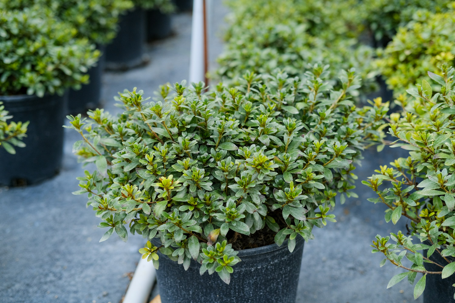 杜鹃冬季落叶吗，叶子发白如何回事