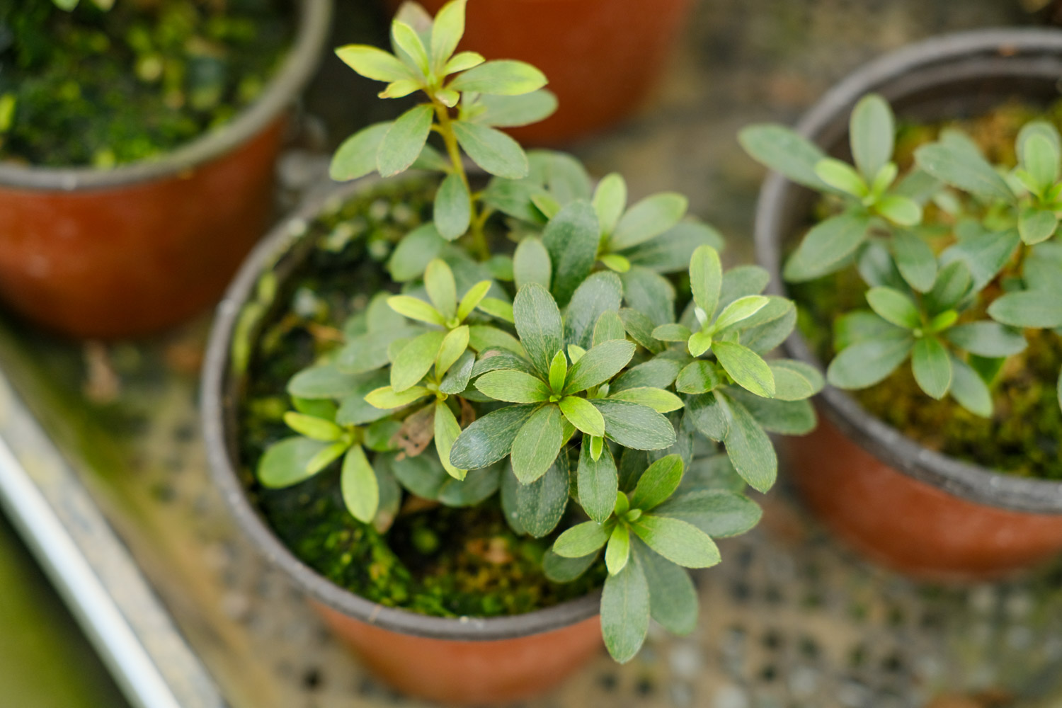 杜鹃冬季可以施肥吗，施肥过浓时掉叶还是什么情况