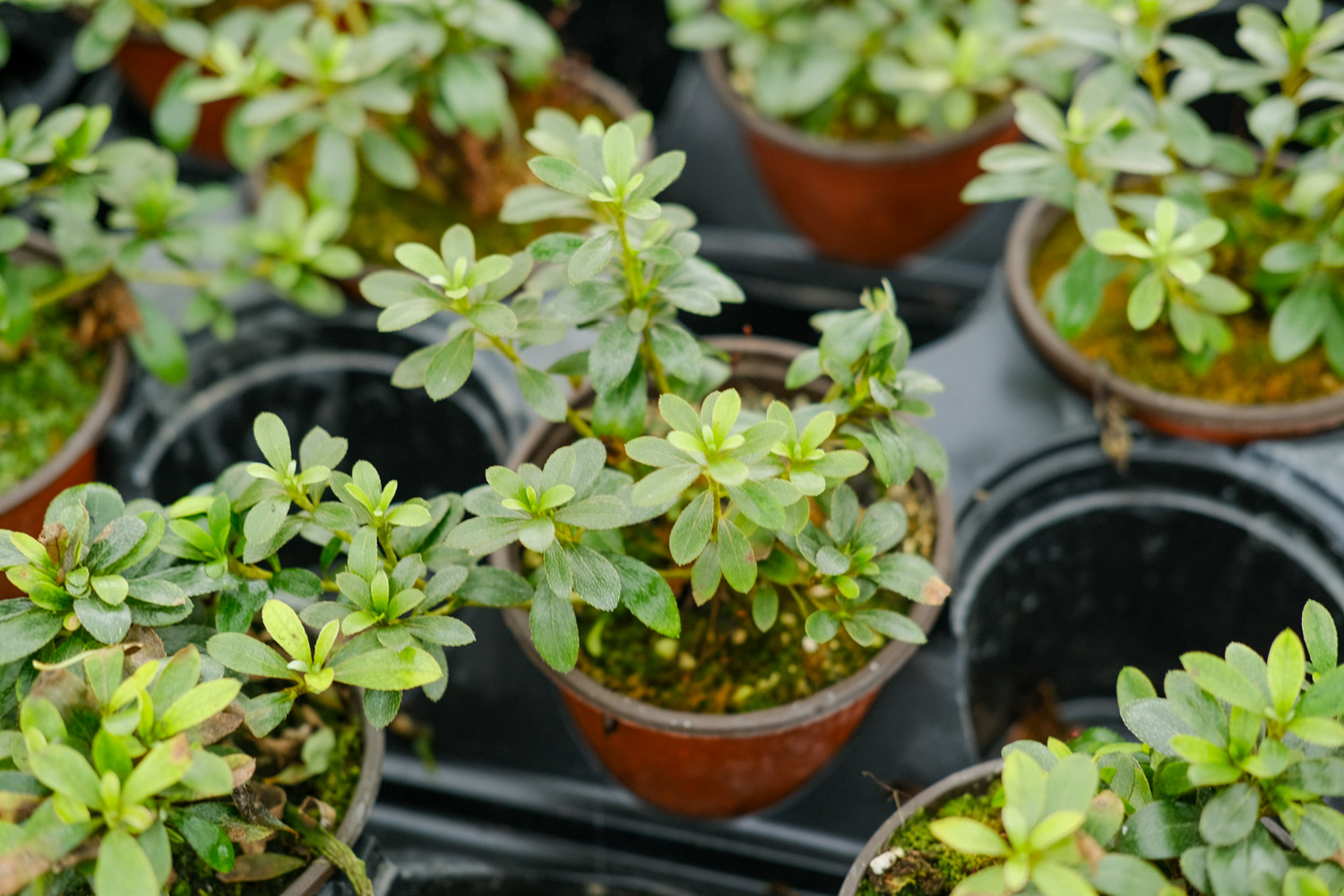 杜鹃冬季可以施肥吗，施肥过浓时掉叶还是什么情况