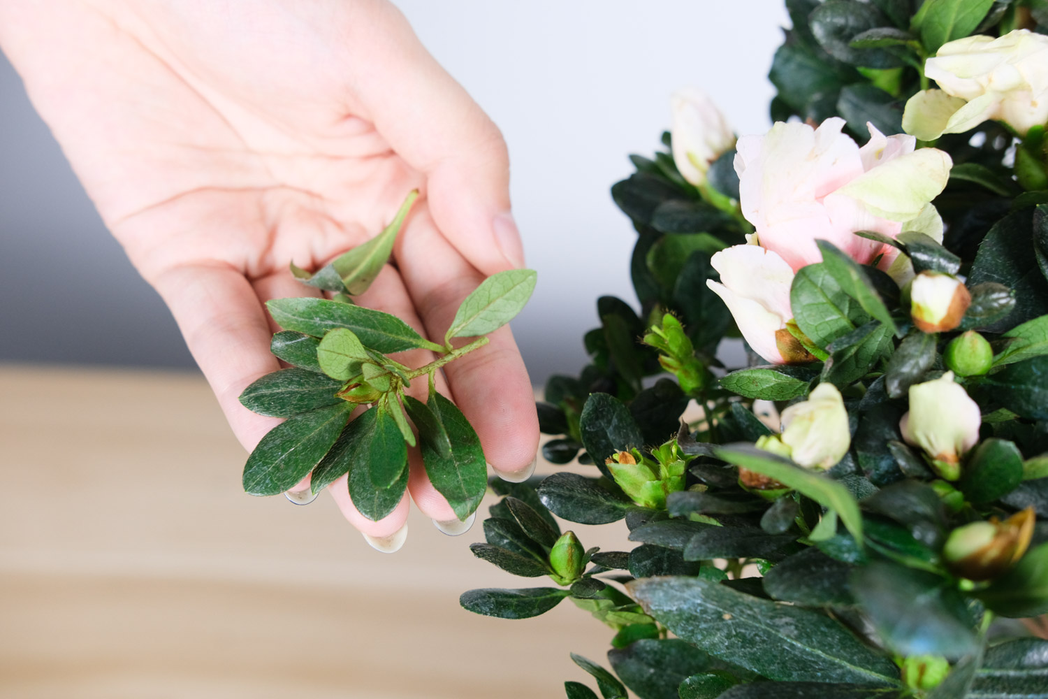 杜鹃冬季开花吗，冬季适合多少度