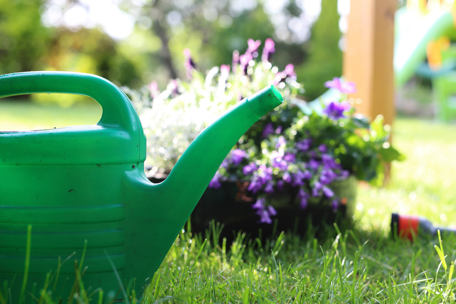 淘米水浇花需要发酵吗，如何算发酵好