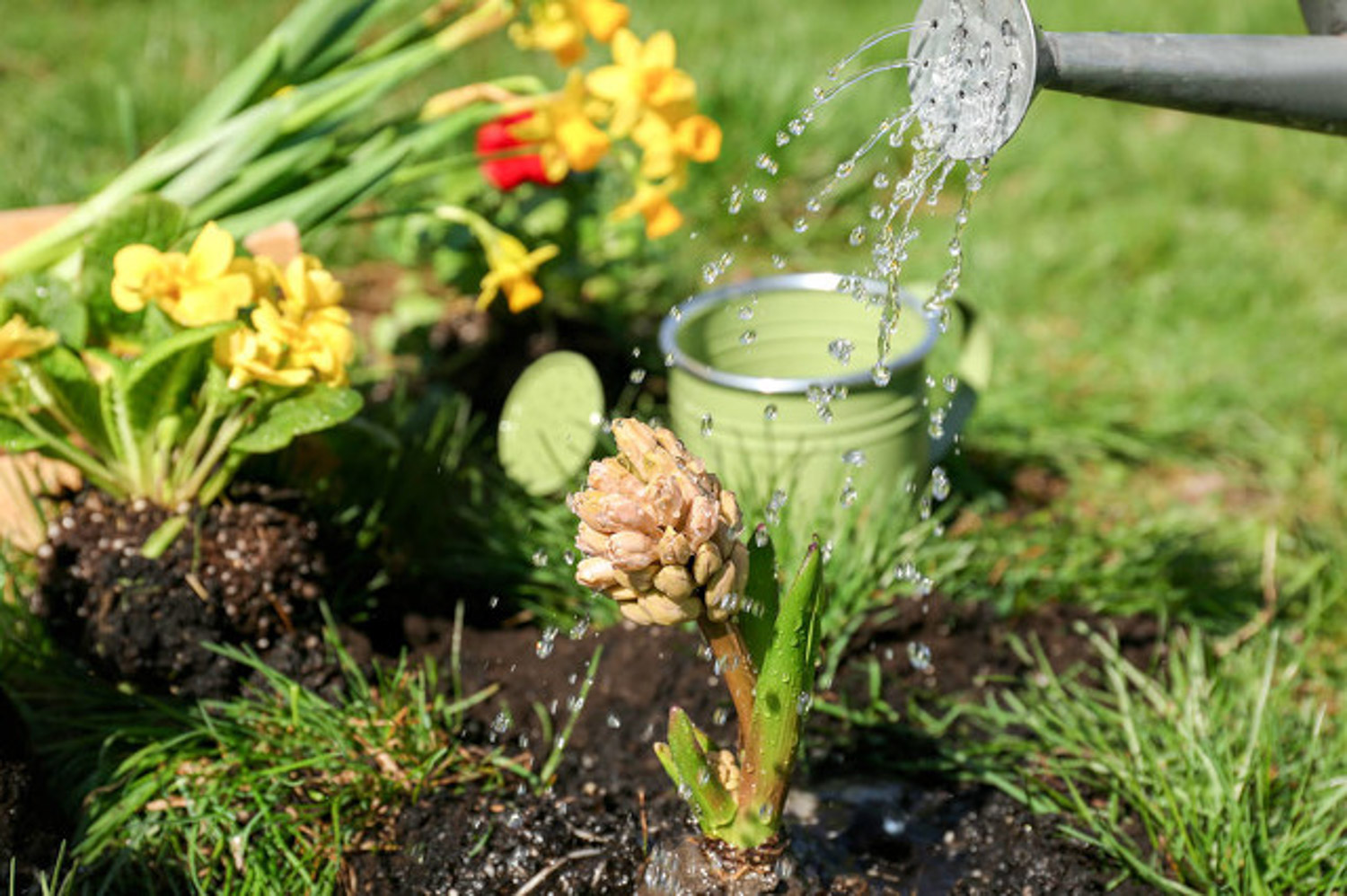 淘米水浇花好吗，浇花的正确办法