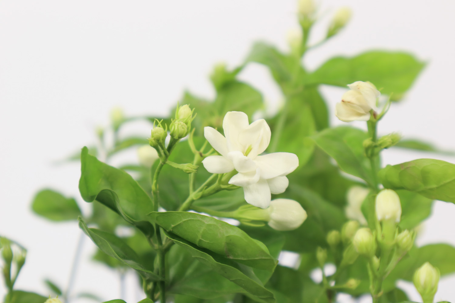 茉莉花可以用淘米水浇吗，浇花生虫如何办