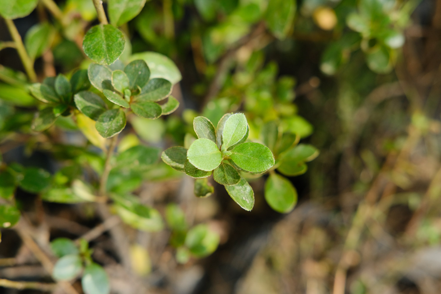 杜鹃花是映山红吗，是草本还是木本