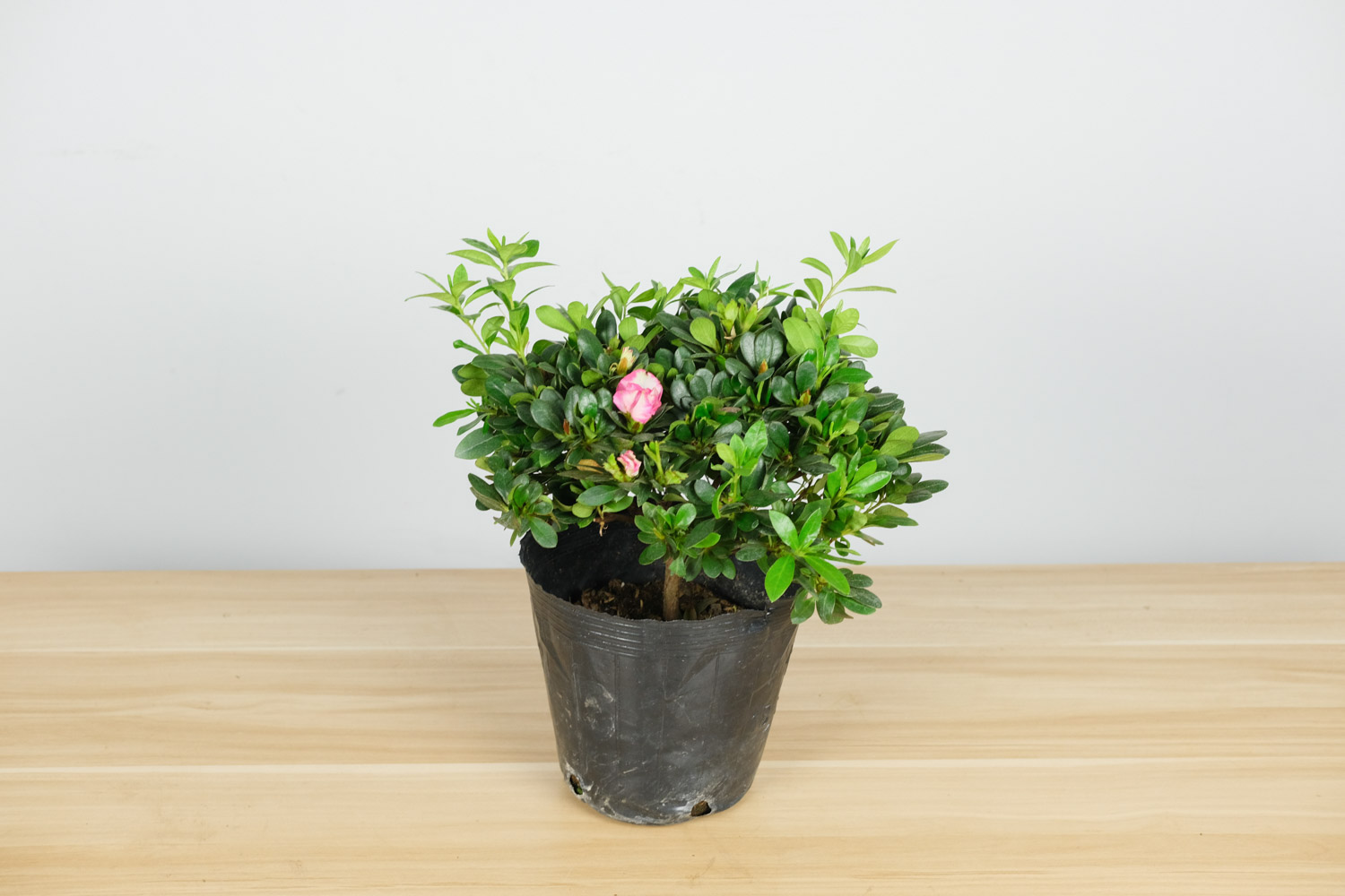 杜鹃花是几月份开花，是哪里的市县花