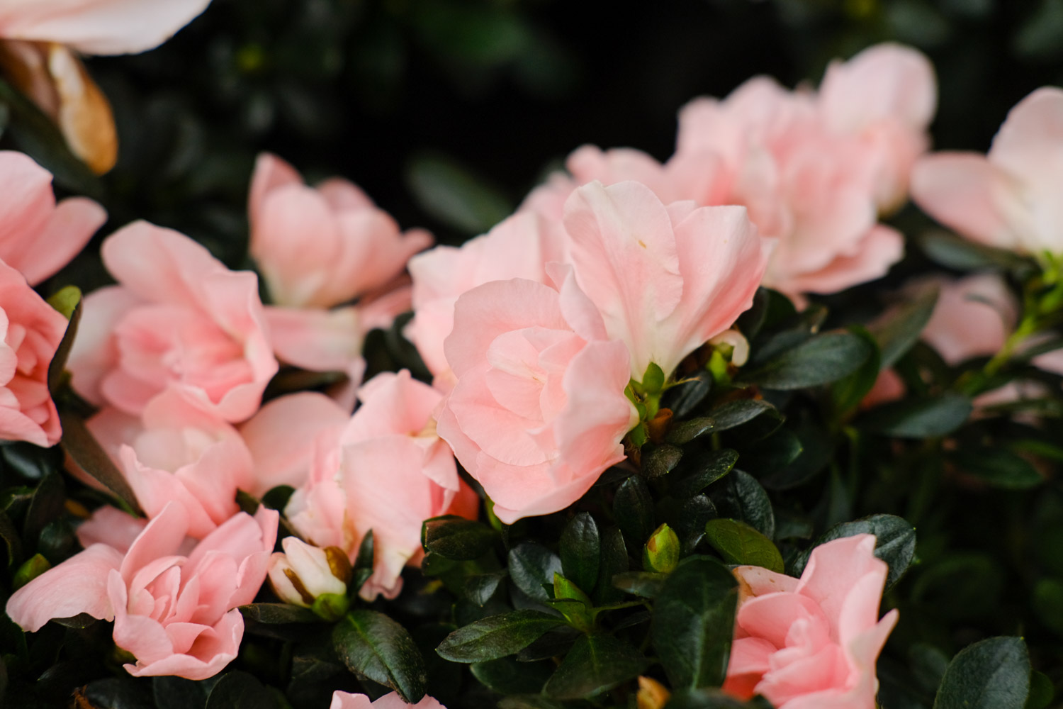 杜鹃花浇水的正确办法，冬季如何管理